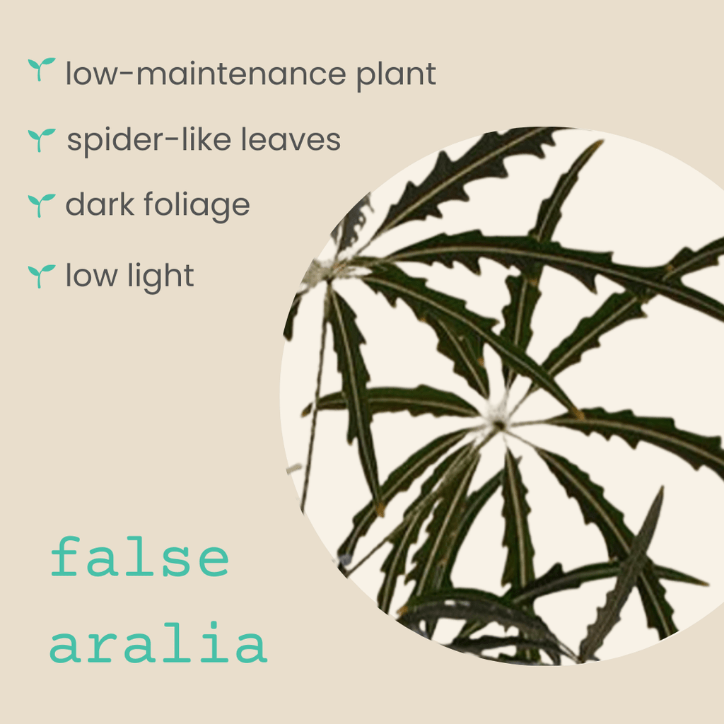 Dizygotheca elegantissima 'False Aralia' Seeds Plantflix