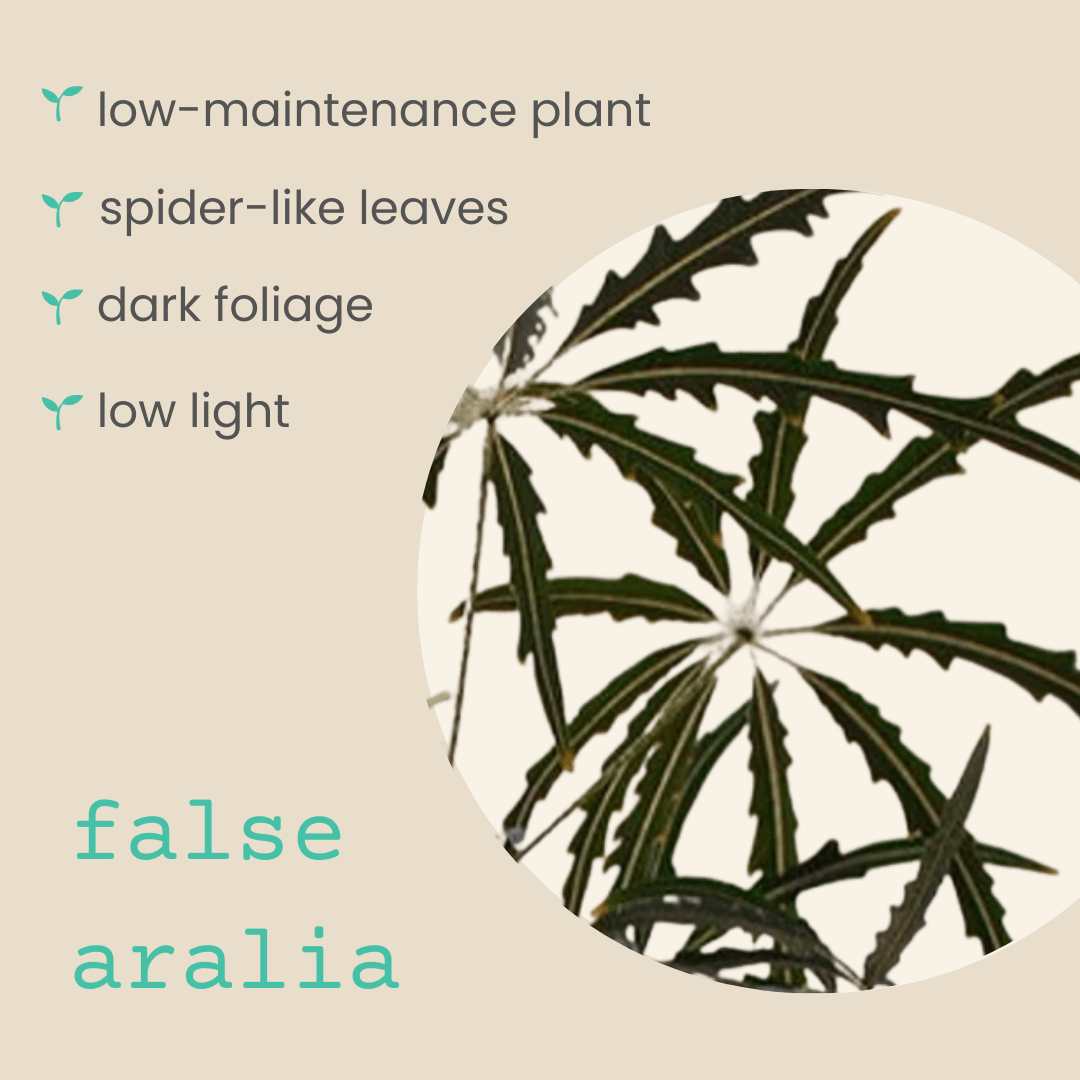 Dizygotheca elegantissima 'False Aralia' Seeds Plantflix