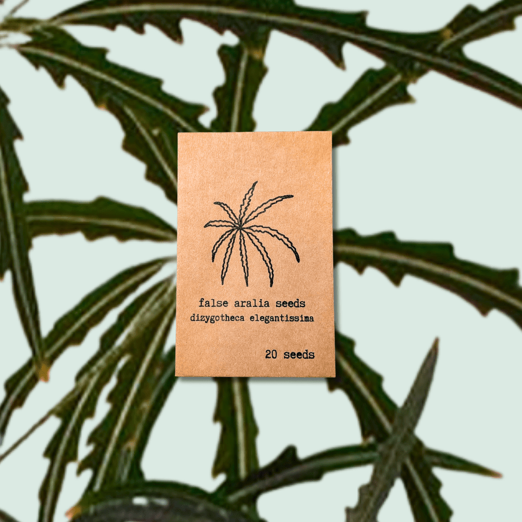 Dizygotheca elegantissima 'False Aralia' Seeds Plantflix