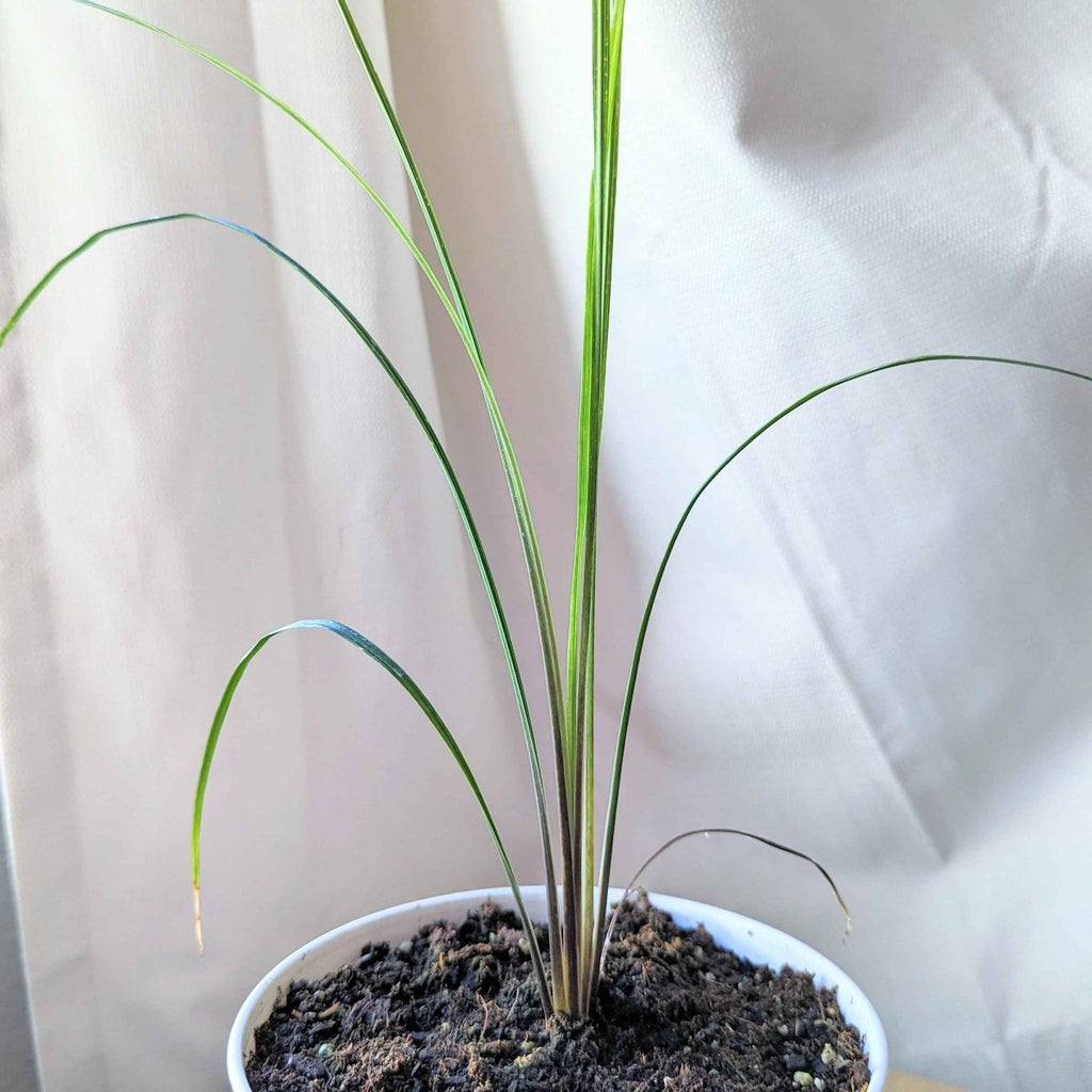 Dracaena Indivisa 'Spike' Seeds Plantflix