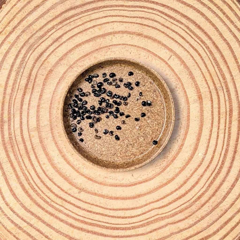 Dracaena Indivisa 'Spike' Seeds Plantflix