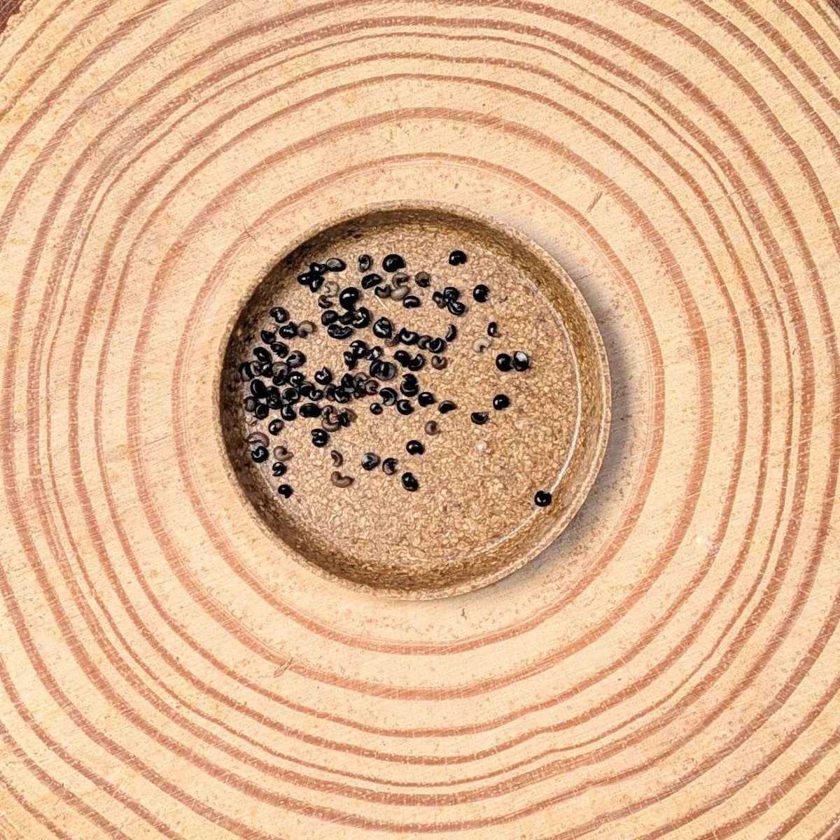 Dracaena Indivisa 'Spike' Seeds Plantflix