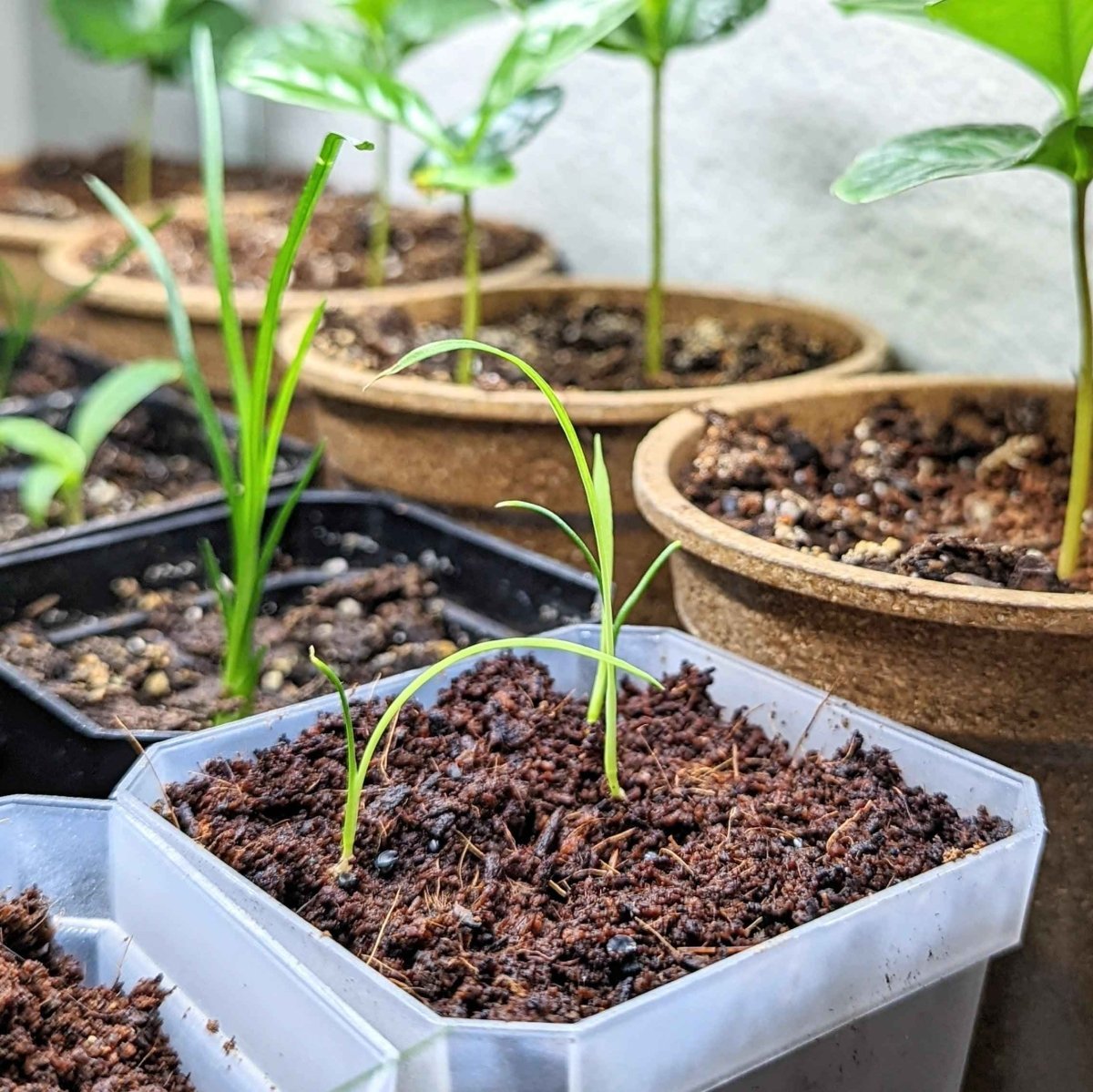 Dracaena Indivisa 'Spike' Seeds Plantflix