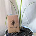 Dracaena Indivisa 'Spike' Seeds Plantflix