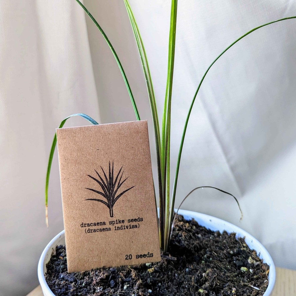 Dracaena Indivisa 'Spike' Seeds Plantflix