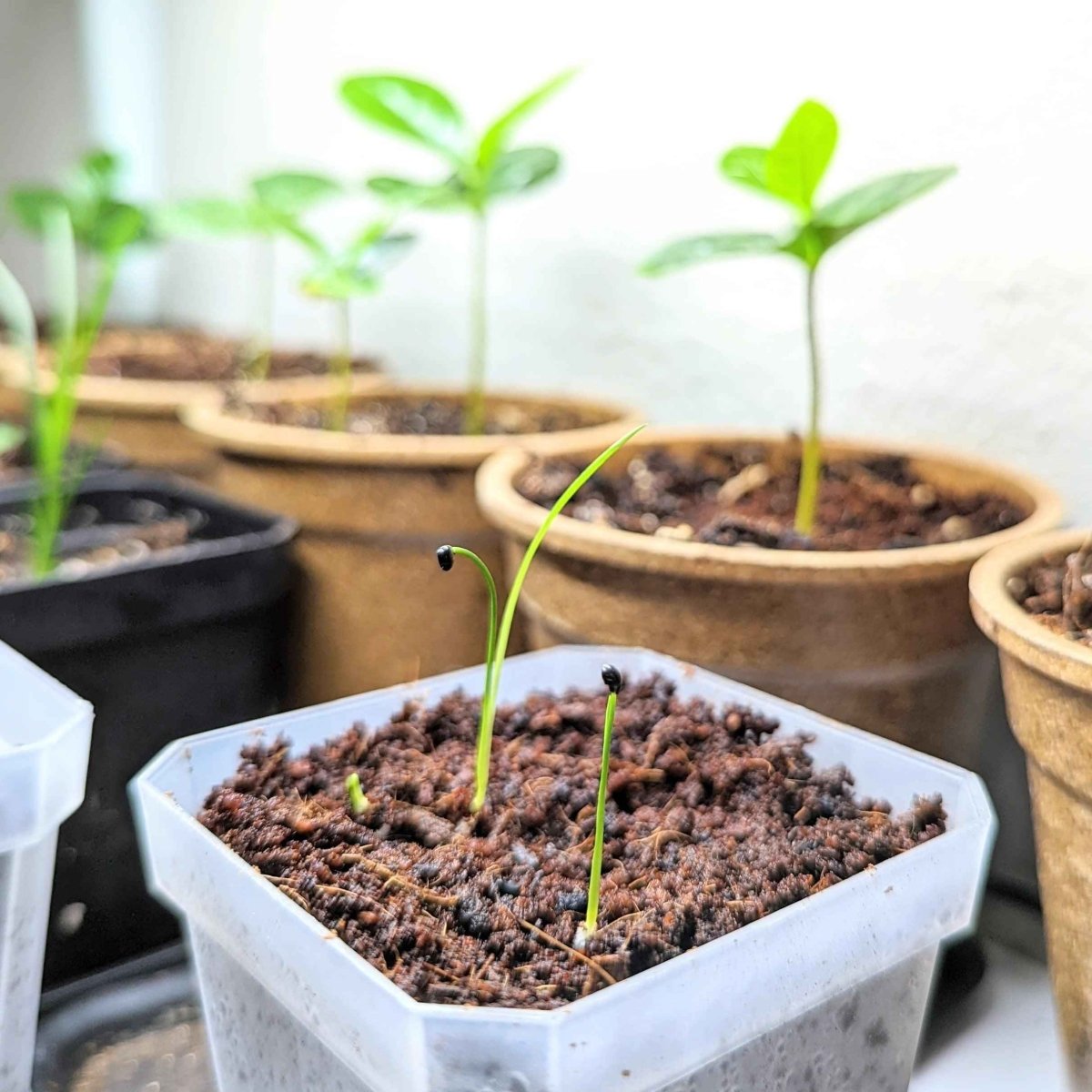 Dracaena Indivisa 'Spike' Seeds Plantflix