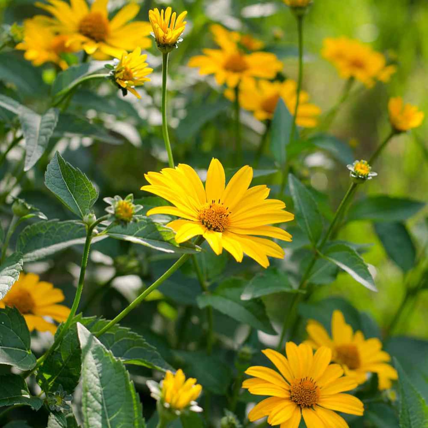 False Sunflower Seeds (Heliopsis Helianthoides) - Hardy Perennial, Heat & Drought Tolerant Blooms organicindiaseeds