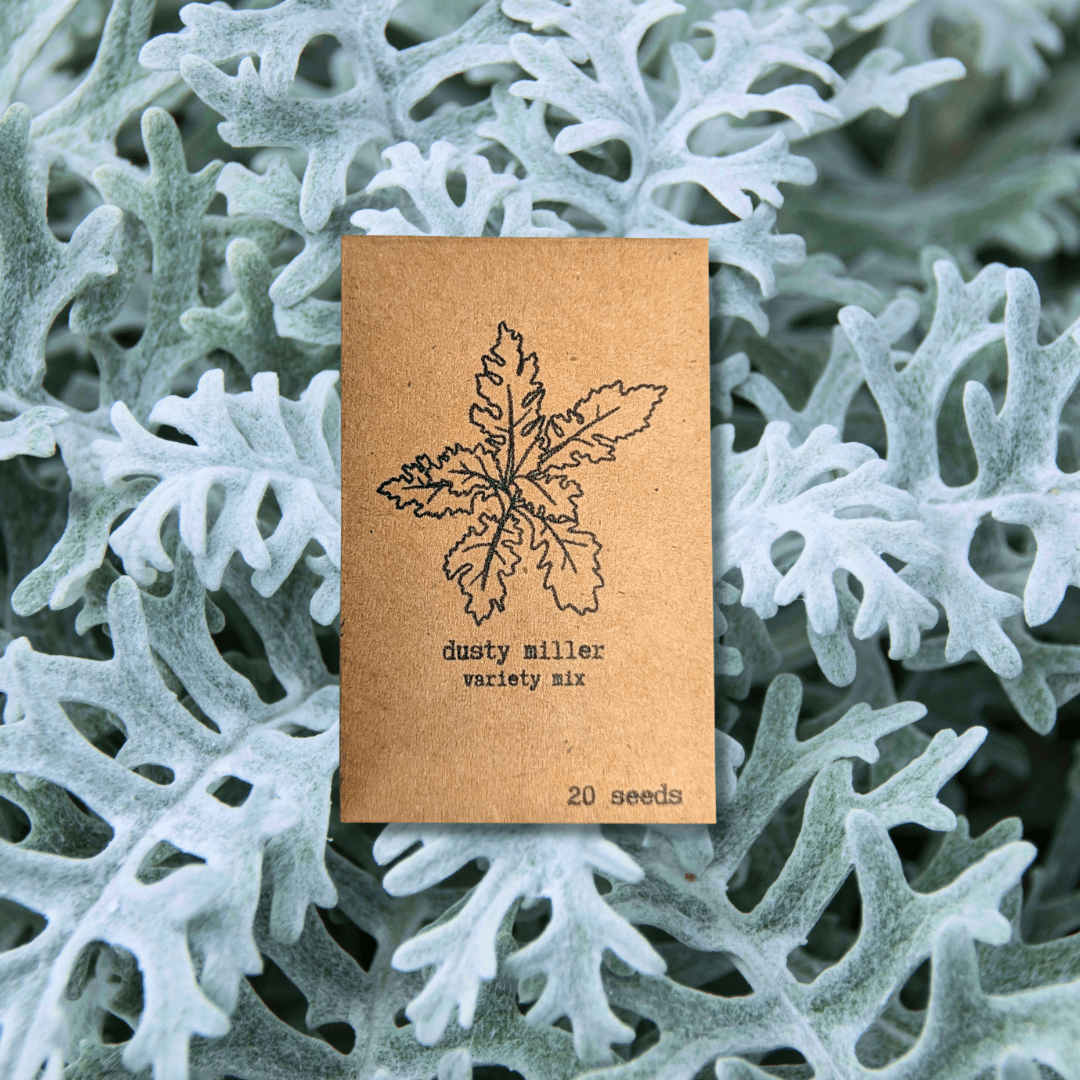 Dusty Miller Mix Seeds Plantflix