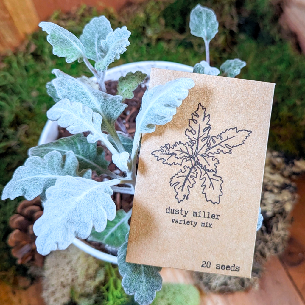 Dusty Miller Mix Seeds Plantflix
