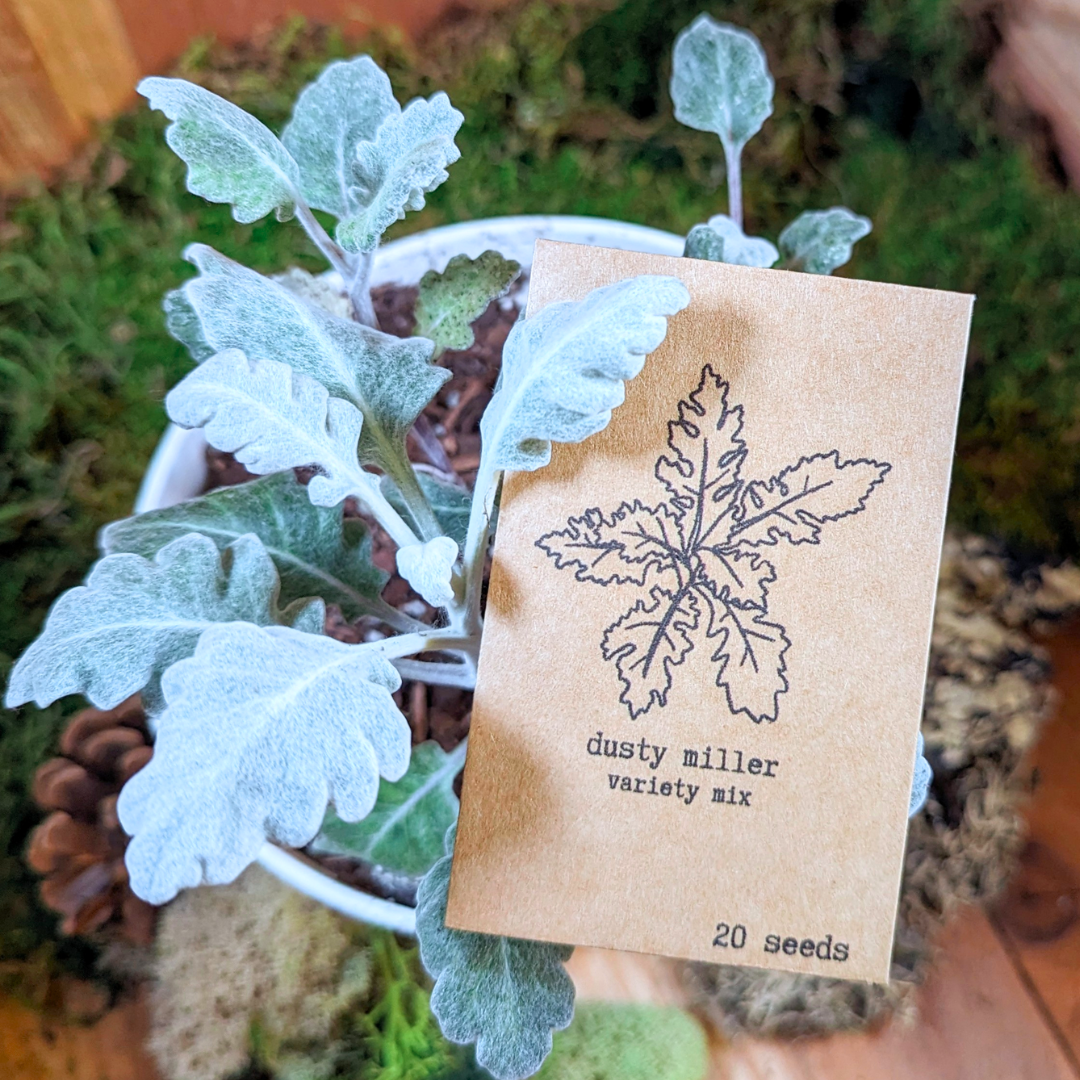 Dusty Miller Mix Seeds Plantflix