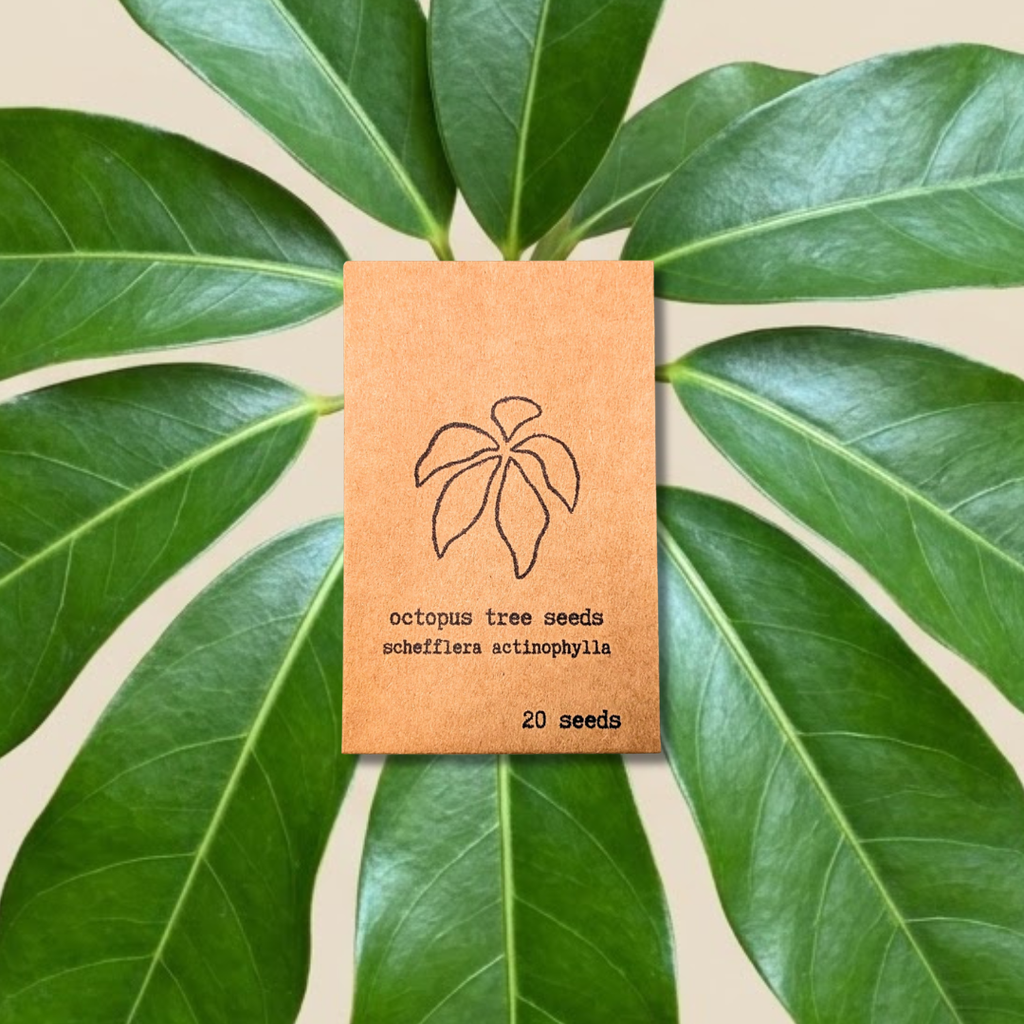 Schefflera Arboricola 'Dwarf Umbrella Plant' Seeds Plantflix