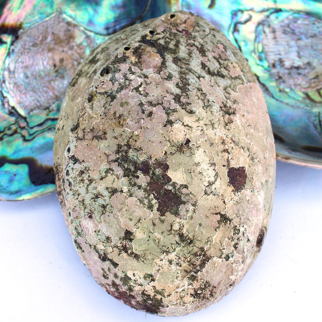 Abalone Shell | Iridescent Curious Muse Crystals