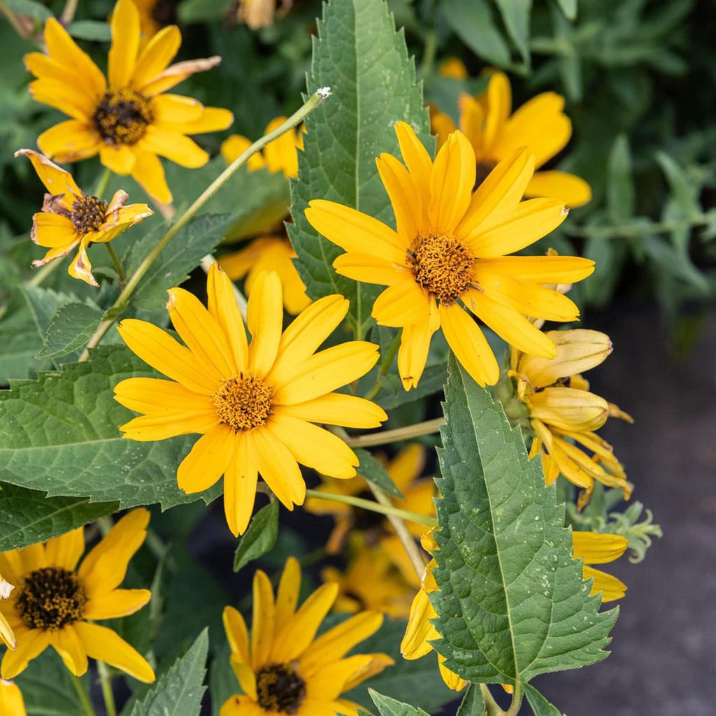 False Sunflower Seeds (Heliopsis Helianthoides) - Hardy Perennial, Heat & Drought Tolerant Blooms organicindiaseeds