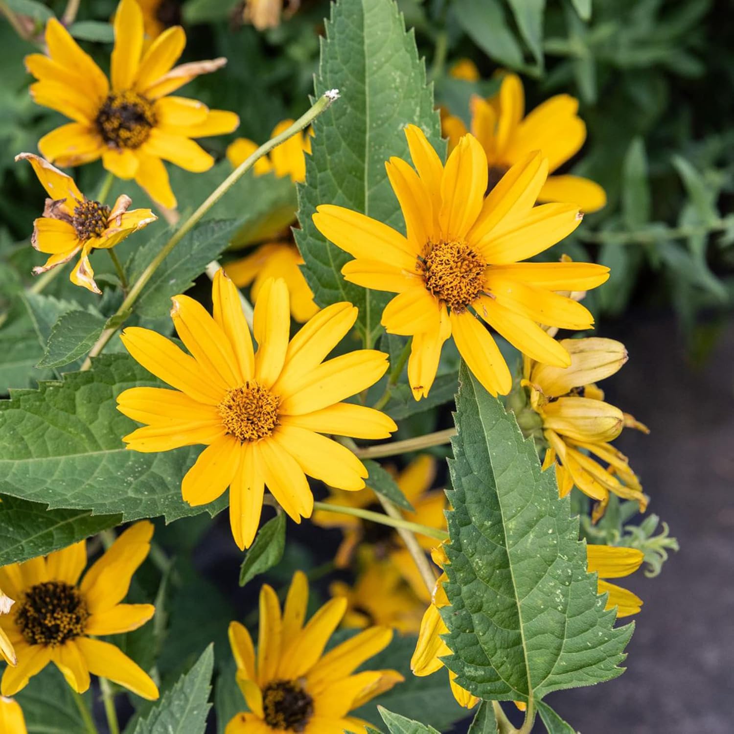False Sunflower Seeds (Heliopsis Helianthoides) - Hardy Perennial, Heat & Drought Tolerant Blooms organicindiaseeds