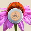 Echinacea Seeds Plantflix