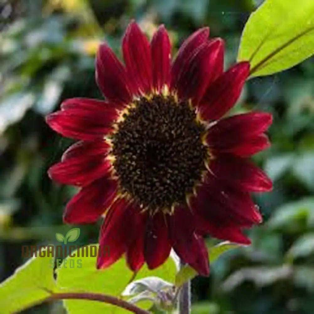 Cherry Chocolate Sunflower Seeds – Vibrant Garden Blooms organicindiaseeds