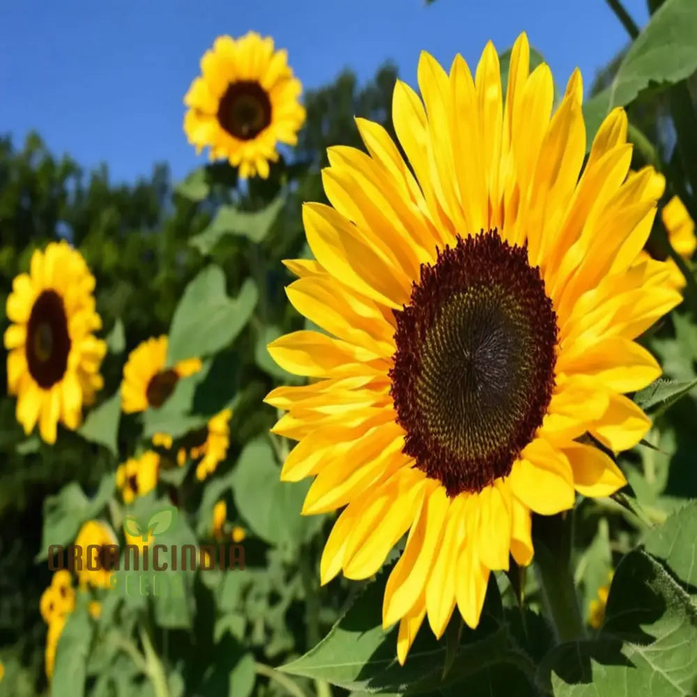 Edible Giant Sunflower Seeds – Grow Mammoth Sunflowers for Backyards, Kids Gardens, Pollinator Spaces & Seed Harvesting organicindiaseeds
