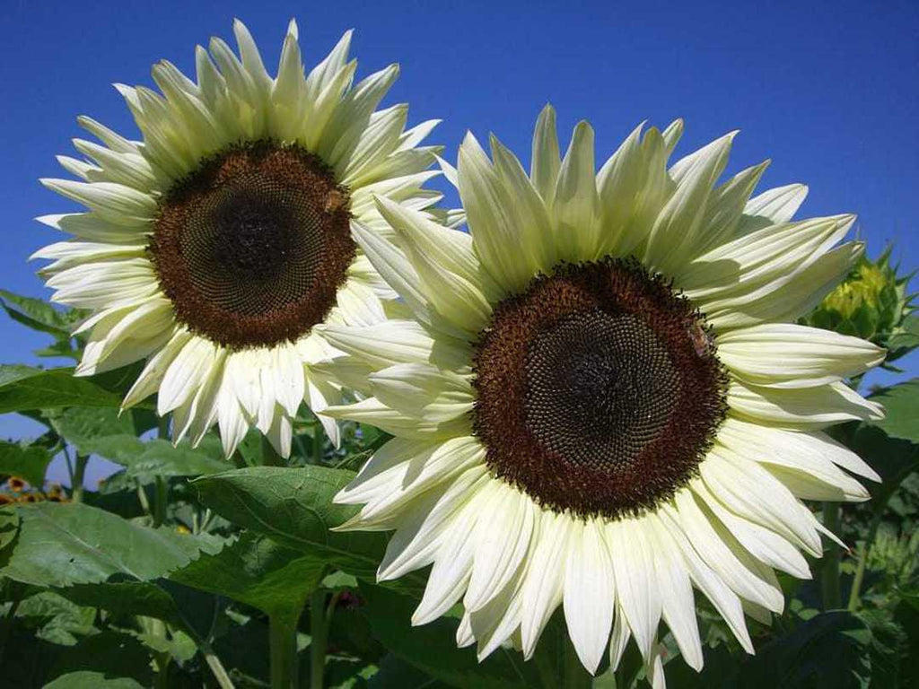 White Sunflower Seeds – Rare, Elegant Blooms for Gardens & Bouquets organicindiaseeds