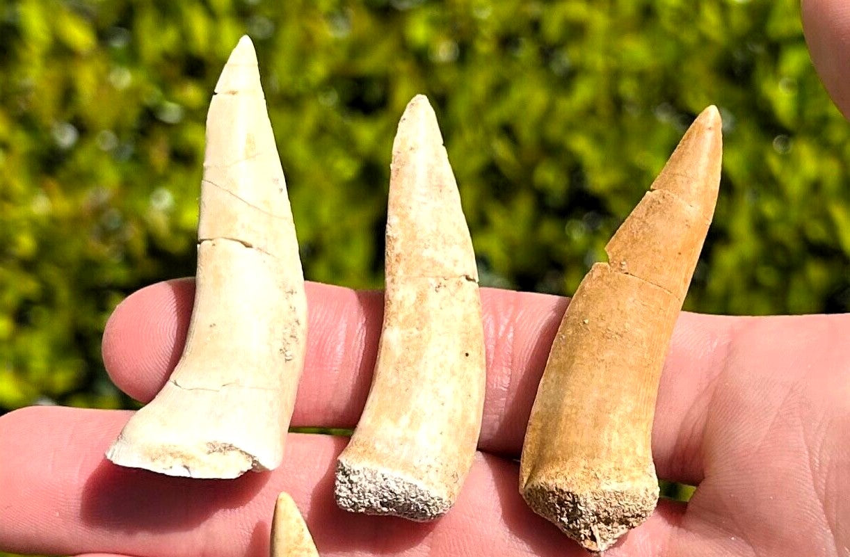 Enchodus Extinct Fish Lot of 3 Teeth Prehistoric Sabertooth Herring Fossil rocksolidfossils