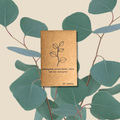 Eucalyptus Polyanthemos 'Silver Plate' Seeds Plantflix