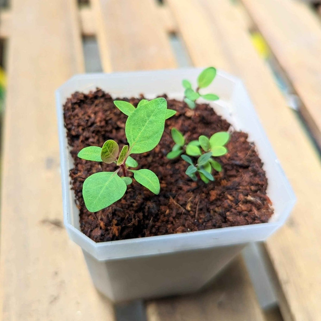 Eucalyptus Polyanthemos 'Silver Plate' Seeds Plantflix