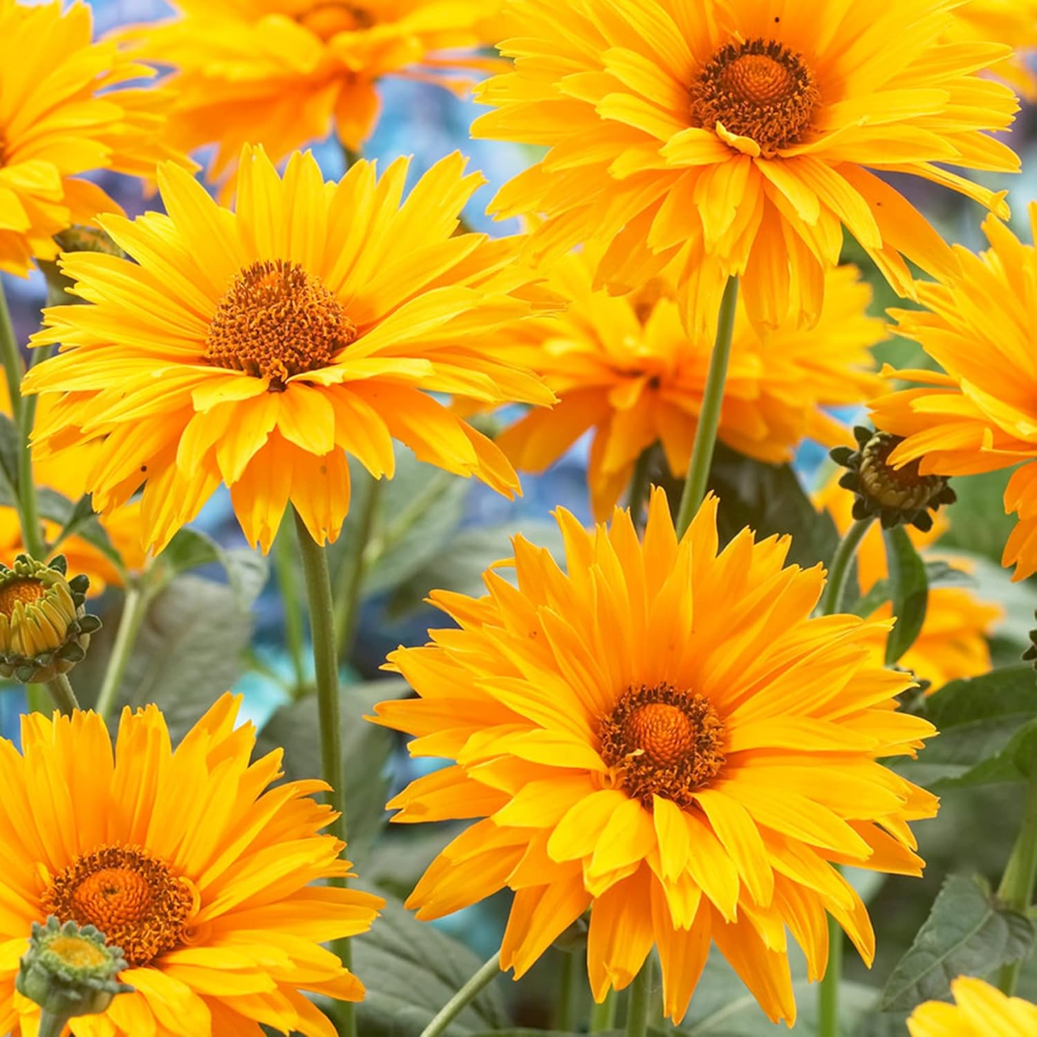 False Sunflower Seeds (Heliopsis Helianthoides) - Hardy Perennial, Heat & Drought Tolerant Blooms organicindiaseeds