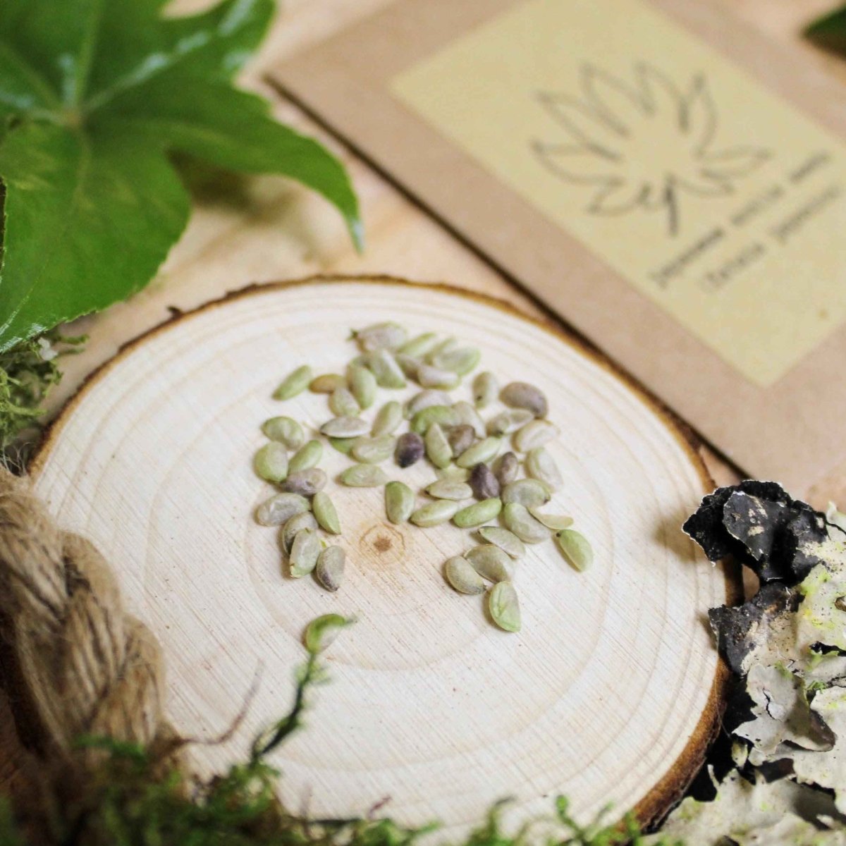 Fatsia Japonica 'Japanese Aralia' Seeds Plantflix
