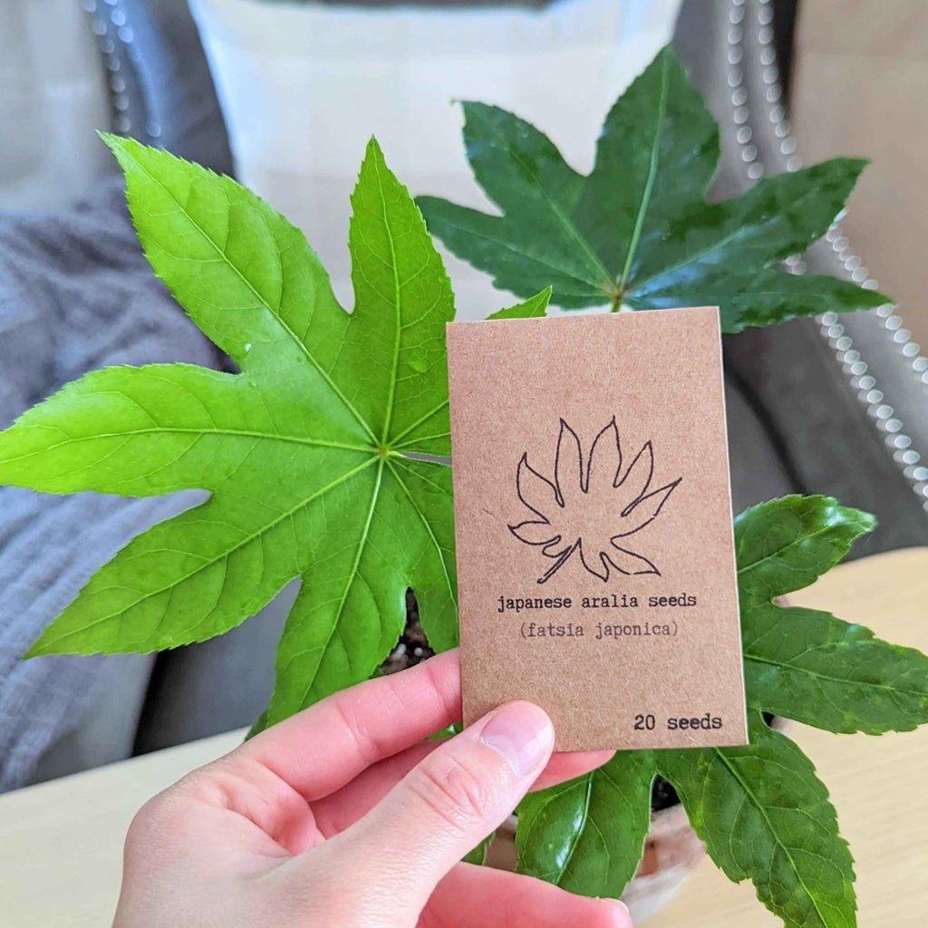 Fatsia Japonica 'Japanese Aralia' Seeds Plantflix