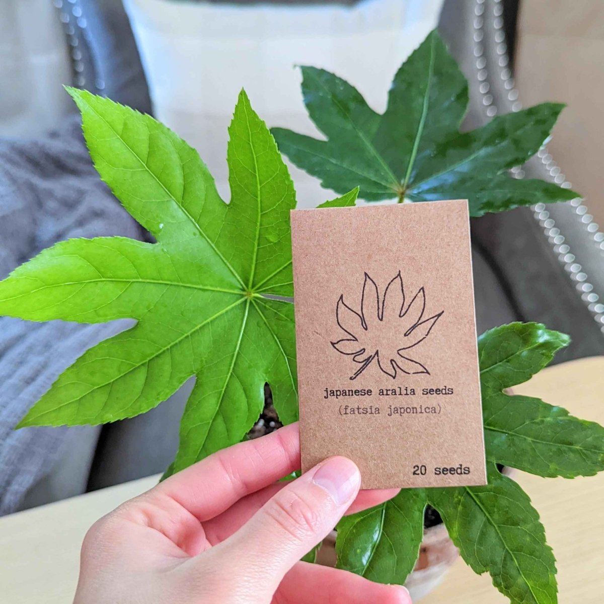 Fatsia Japonica 'Japanese Aralia' Seeds Plantflix