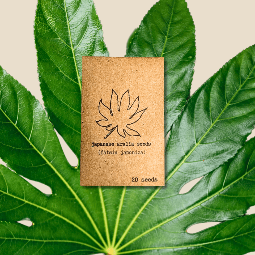 Fatsia Japonica 'Japanese Aralia' Seeds Plantflix