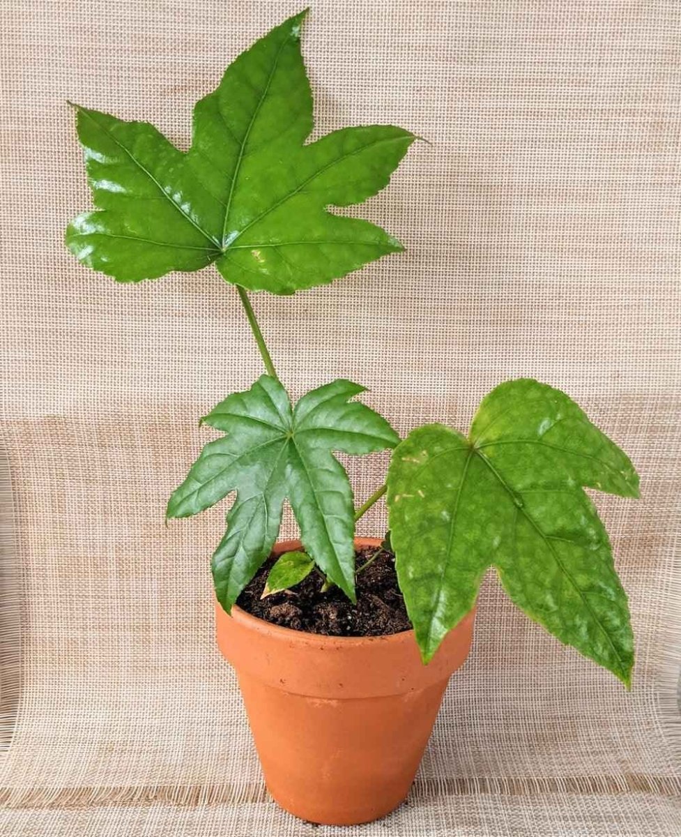 Fatsia Japonica 'Japanese Aralia' Seeds Plantflix