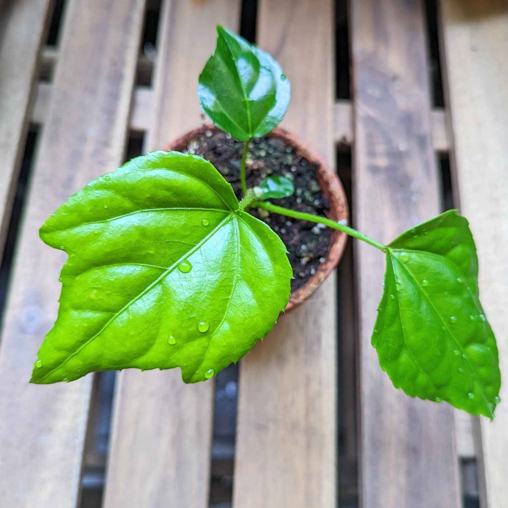 Fatsia Japonica 'Japanese Aralia' Seeds Plantflix