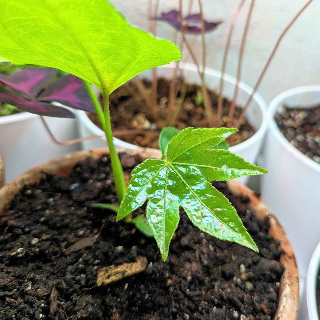 Fatsia Japonica 'Japanese Aralia' Seeds Plantflix