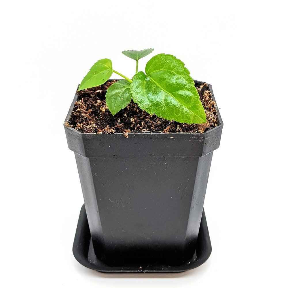 Fatsia Japonica 'Japanese Aralia' Seeds Plantflix