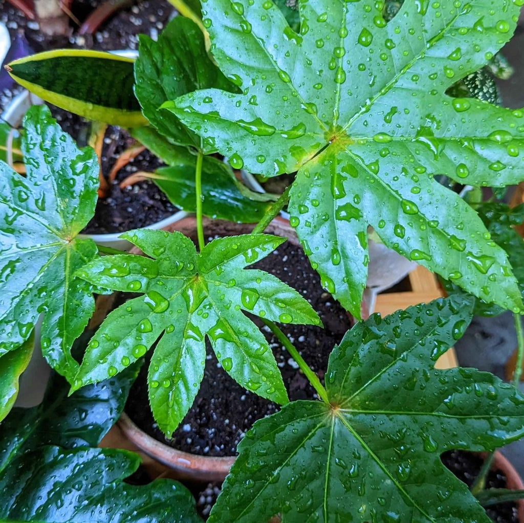 Fatsia Japonica 'Japanese Aralia' Seeds Plantflix