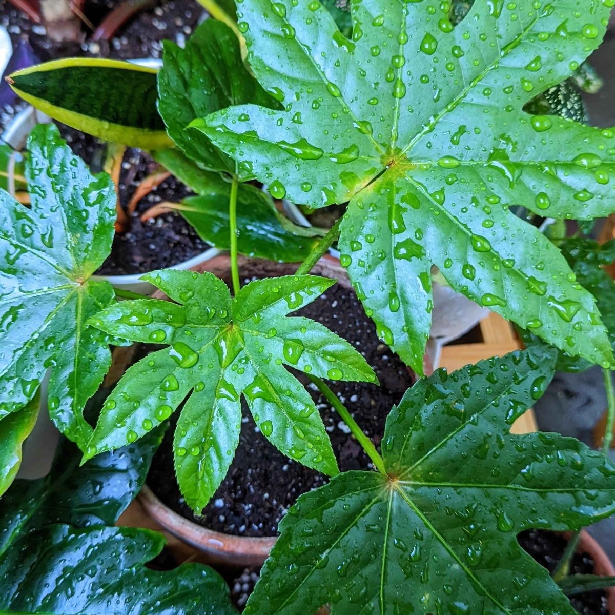 Fatsia Japonica 'Japanese Aralia' Seeds Plantflix