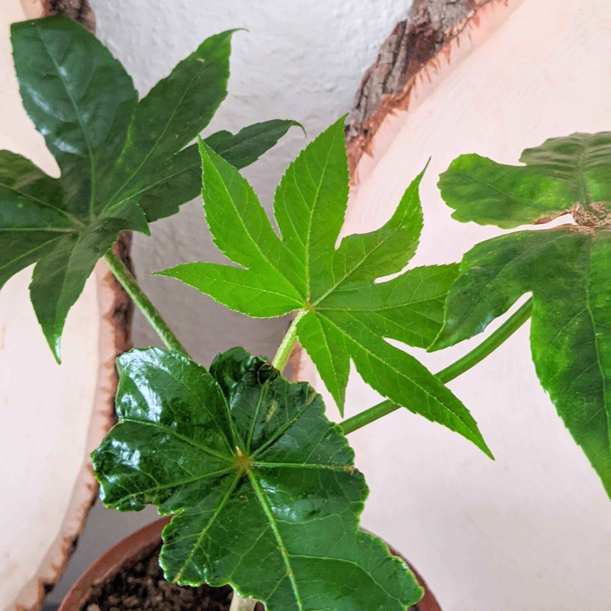 Fatsia Japonica 'Japanese Aralia' Seeds Plantflix