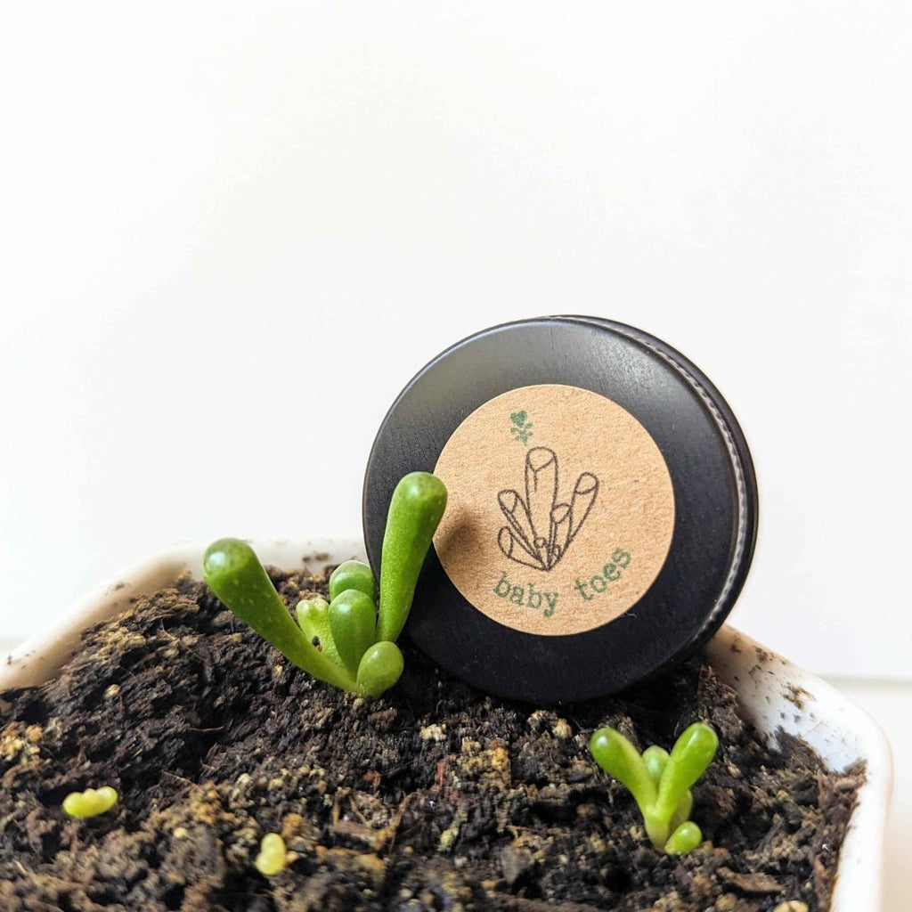 Fenestraria Aurantiaca (Baby Toes, Window Plant) Seeds Plantflix
