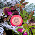 "Festive Foliage" Seed Mix Plantflix