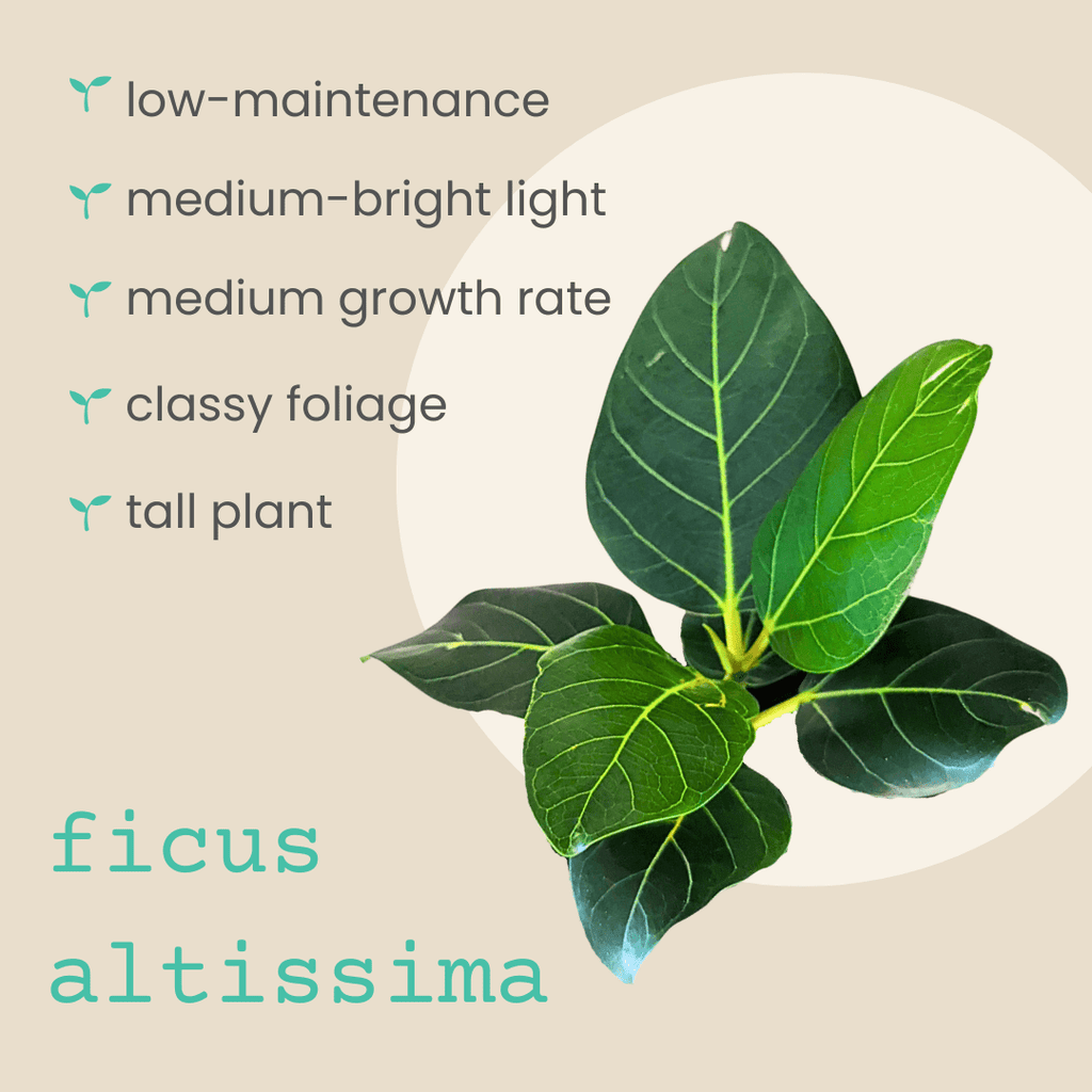 Ficus Altissima 'Lofty Fig' Seeds Plantflix