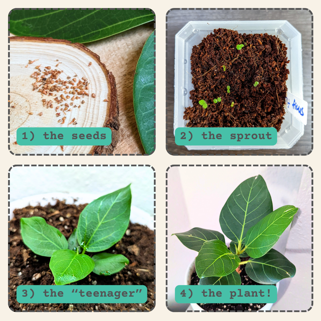 Ficus Altissima 'Lofty Fig' Seeds Plantflix