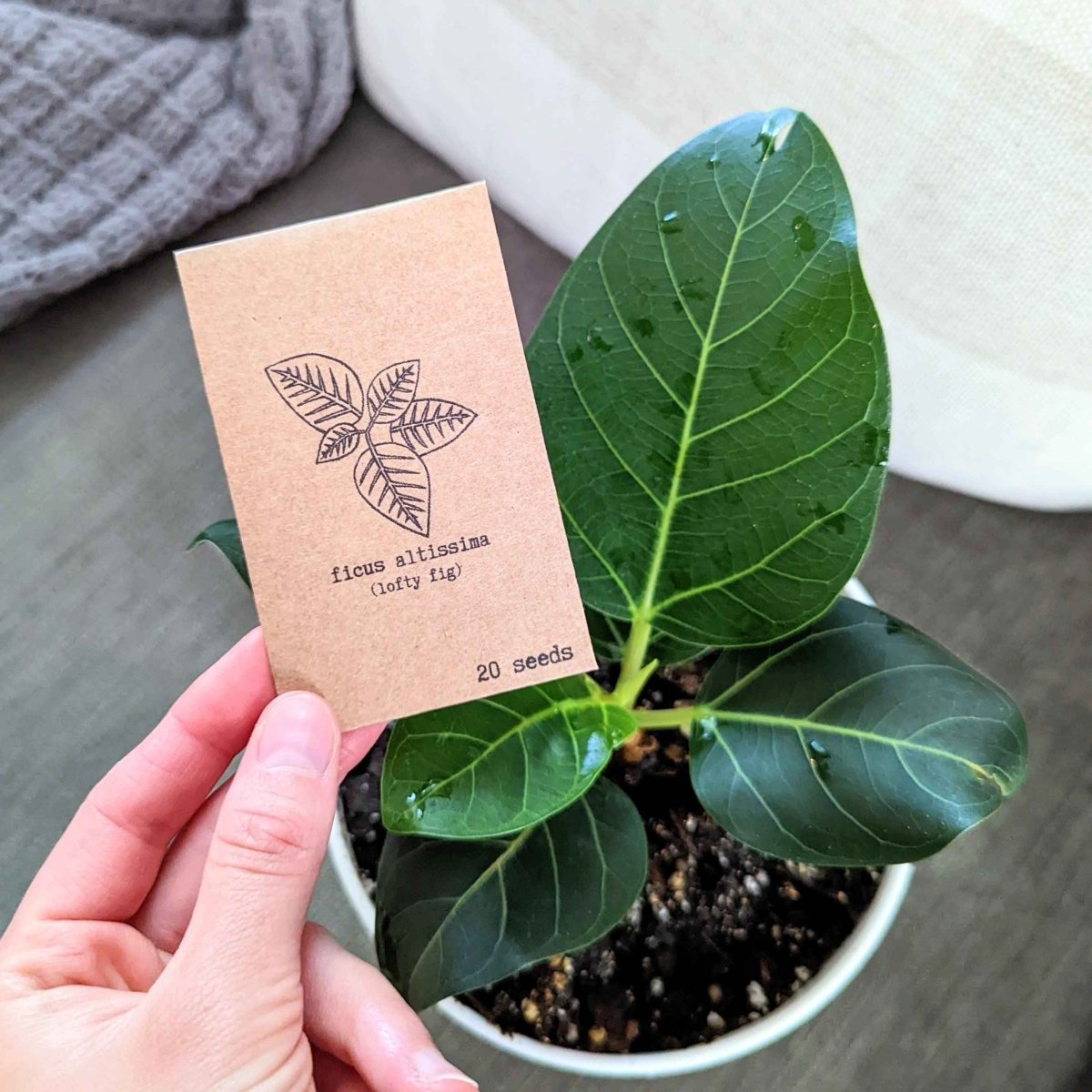 Ficus Altissima 'Lofty Fig' Seeds Plantflix