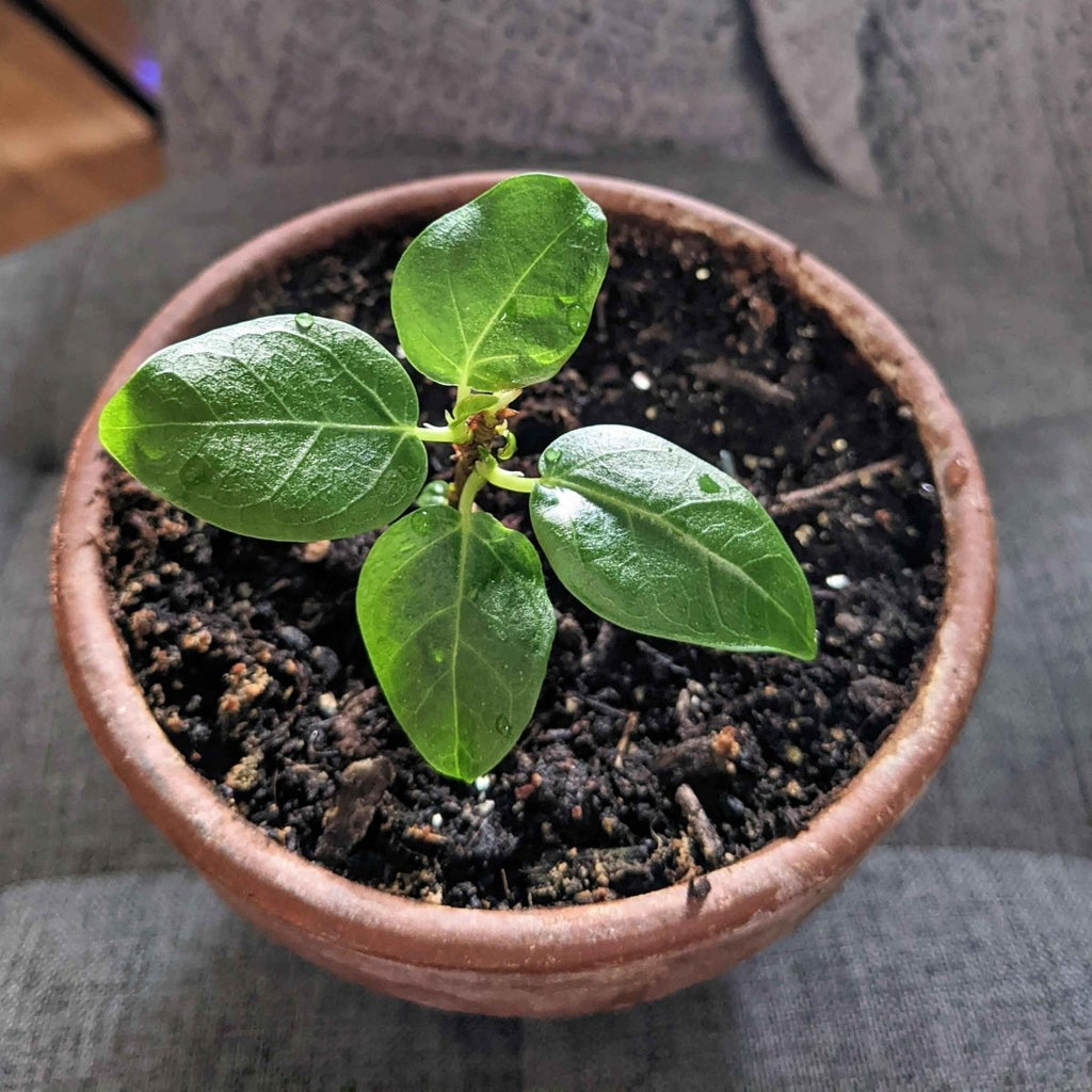 Ficus Altissima 'Lofty Fig' Seeds Plantflix