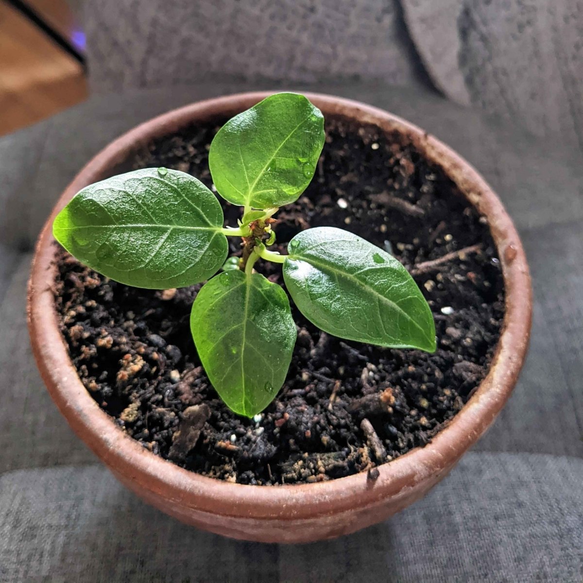 Ficus Altissima 'Lofty Fig' Seeds Plantflix