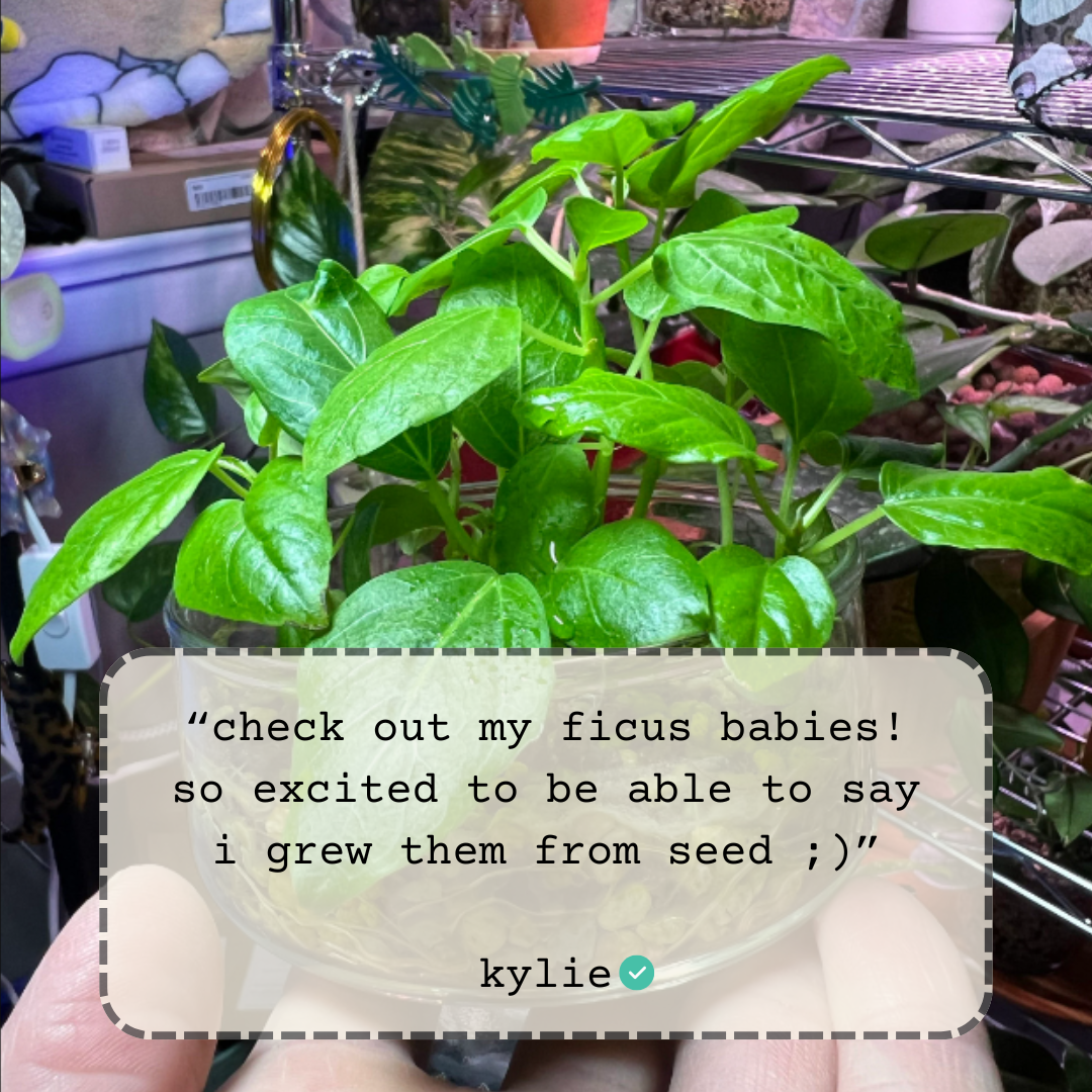 Ficus Altissima 'Lofty Fig' Seeds Plantflix