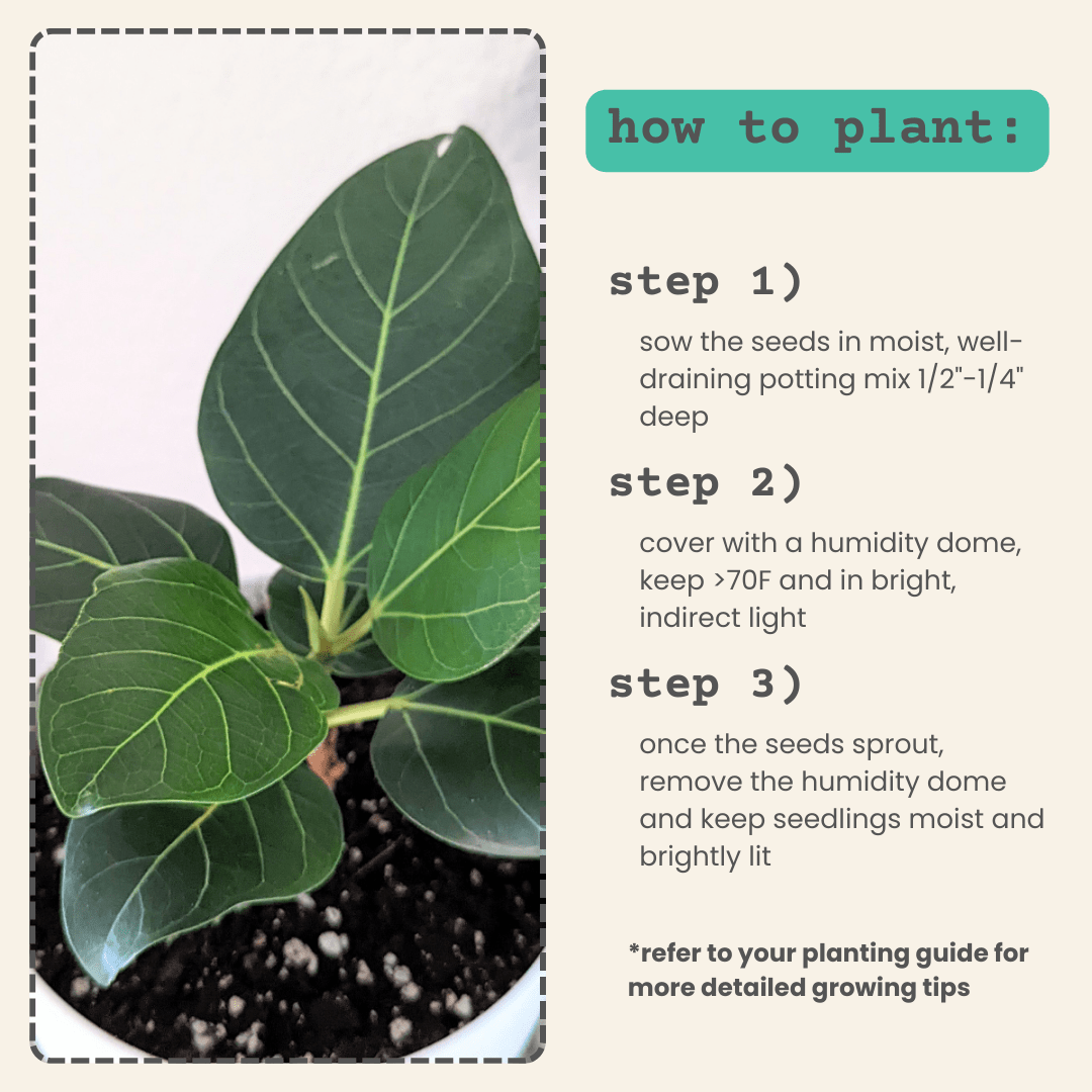 Ficus Altissima 'Lofty Fig' Seeds Plantflix