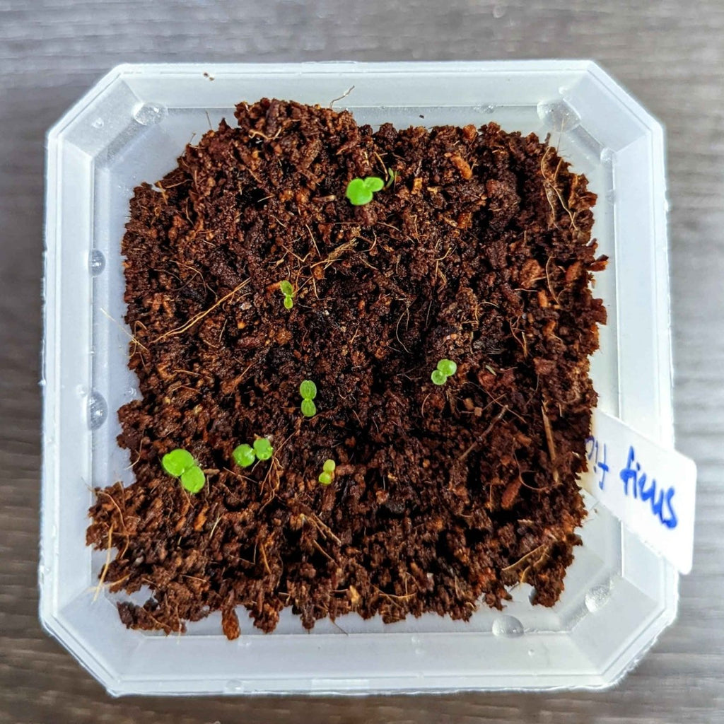 Ficus Altissima 'Lofty Fig' Seeds Plantflix