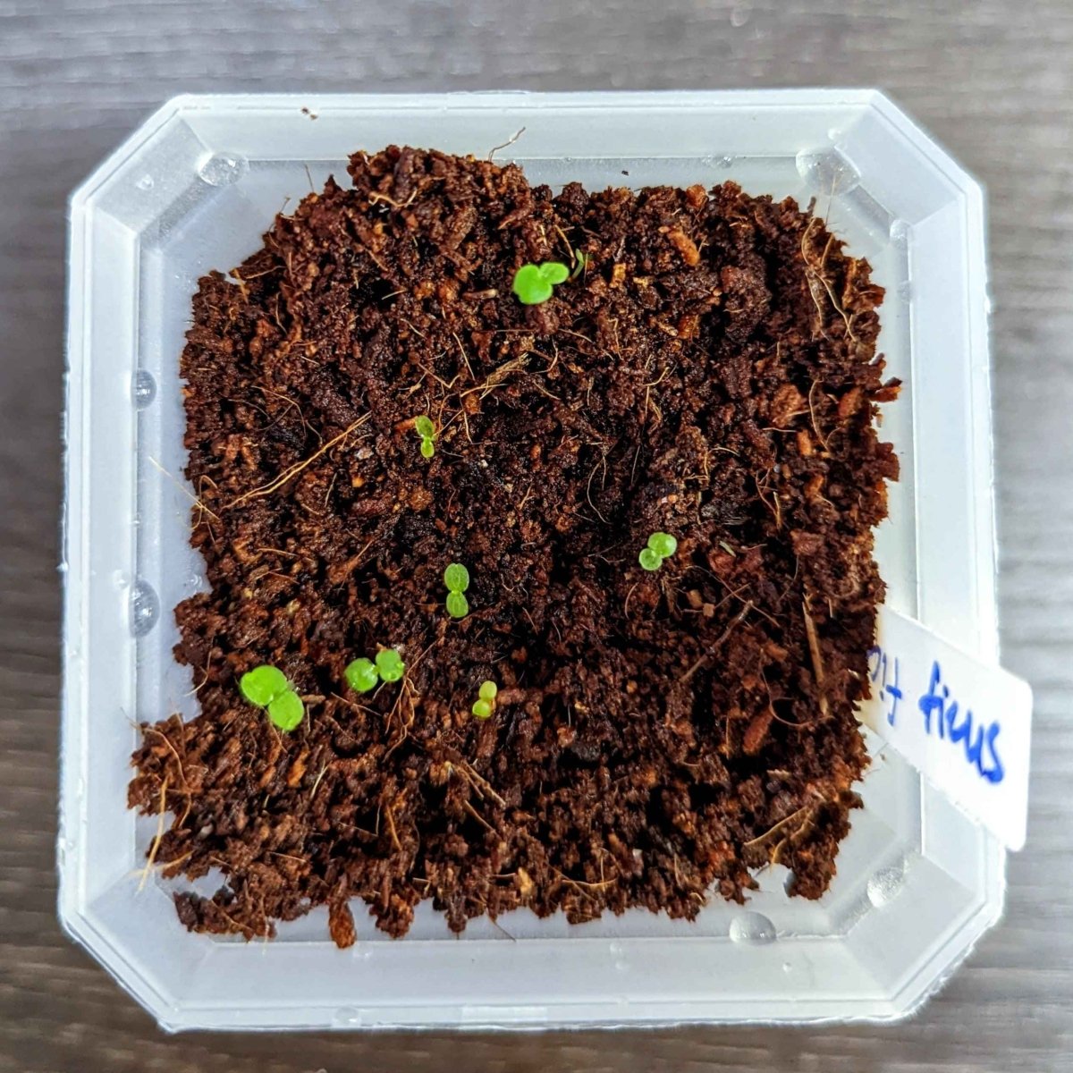 Ficus Altissima 'Lofty Fig' Seeds Plantflix