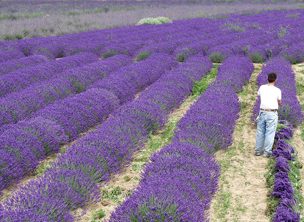 Live Royal Velvet Lavender Plant (Lavandula angustifolia) Findlavender.com