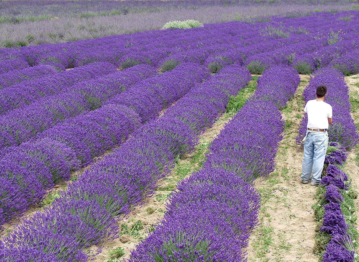 Live Munstead Lavender Plant (Lavandula angustifolia) Findlavender.com